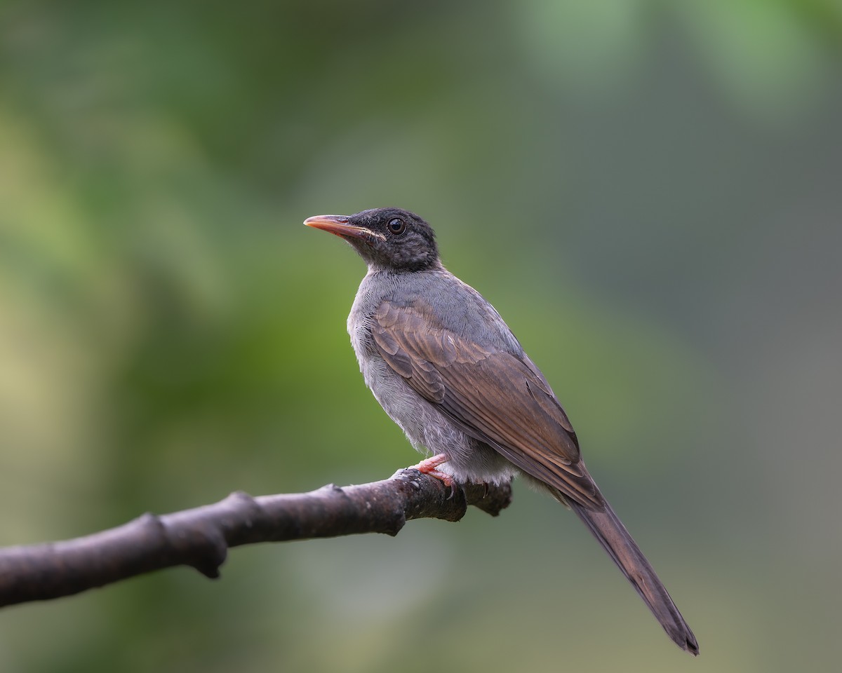 Bulbul des Ghats - ML643926225
