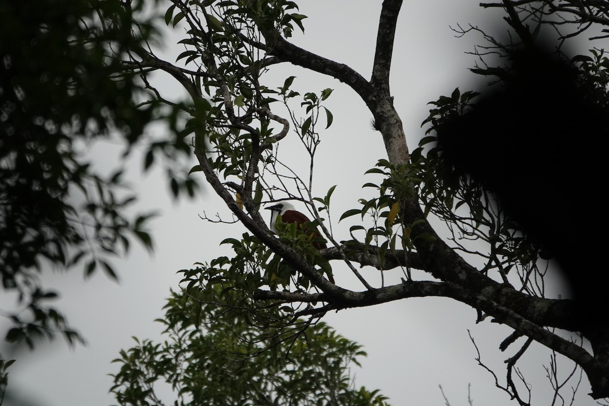 Three-wattled Bellbird - ML643926226