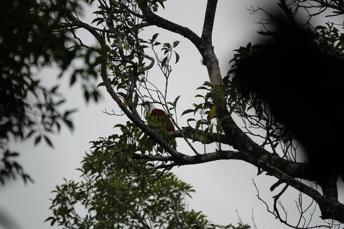 Three-wattled Bellbird - ML643926227
