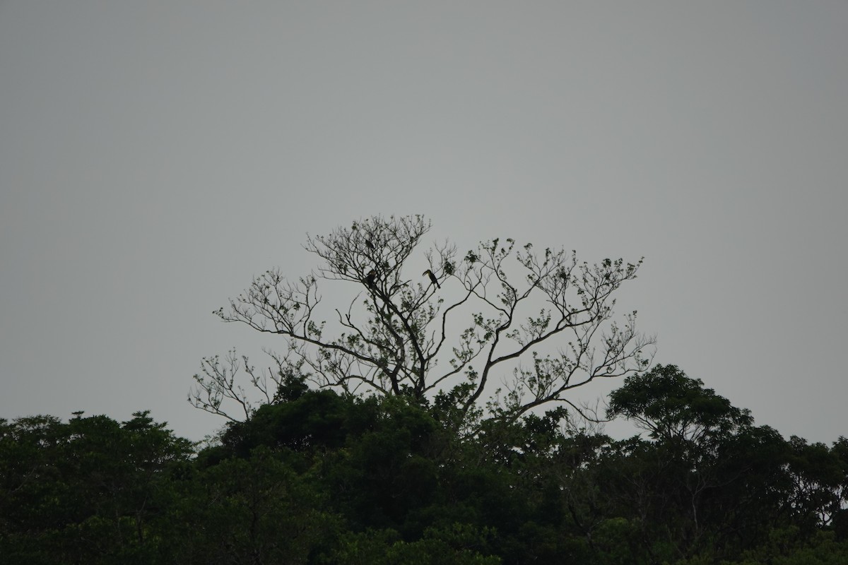 Keel-billed Toucan - ML643926231