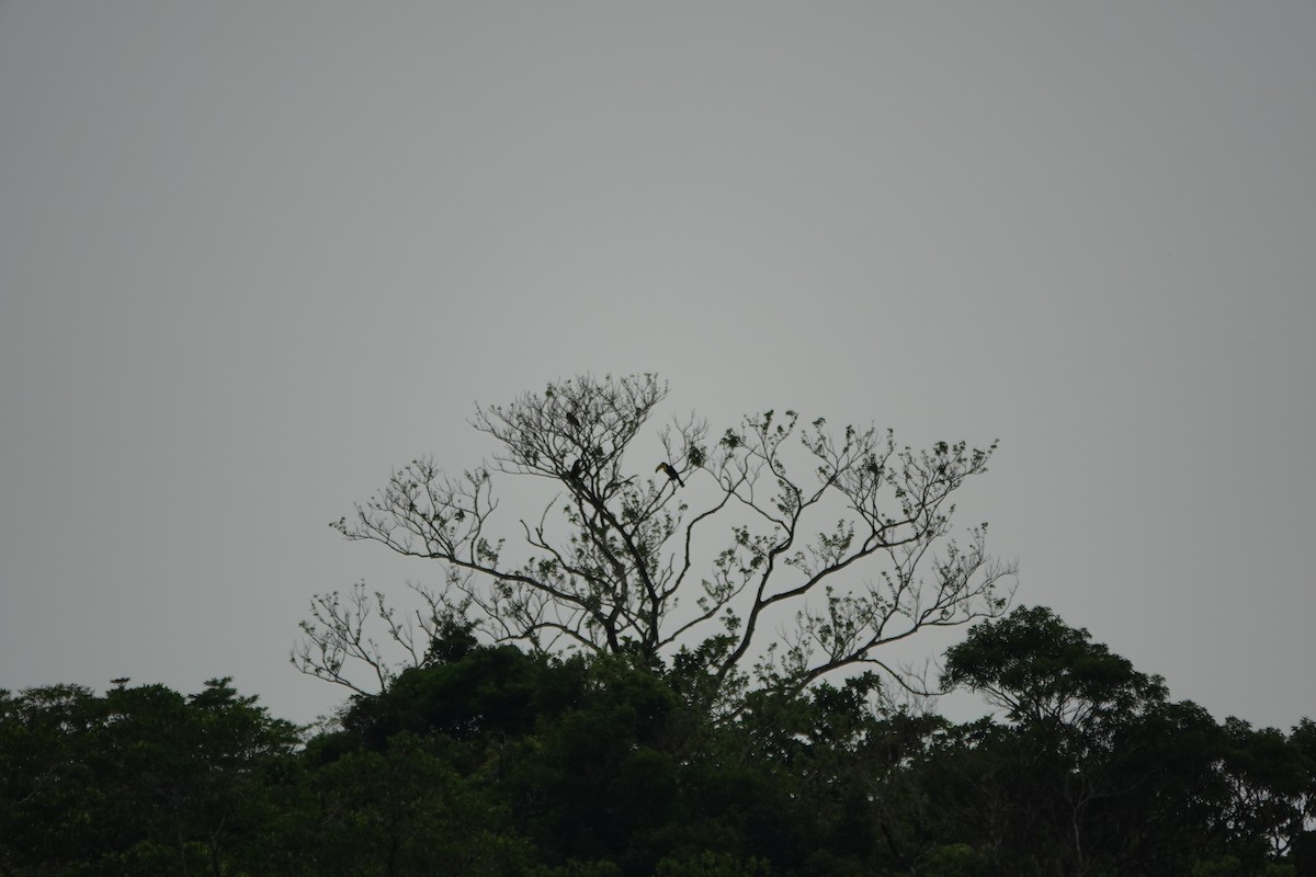 Keel-billed Toucan - ML643926232