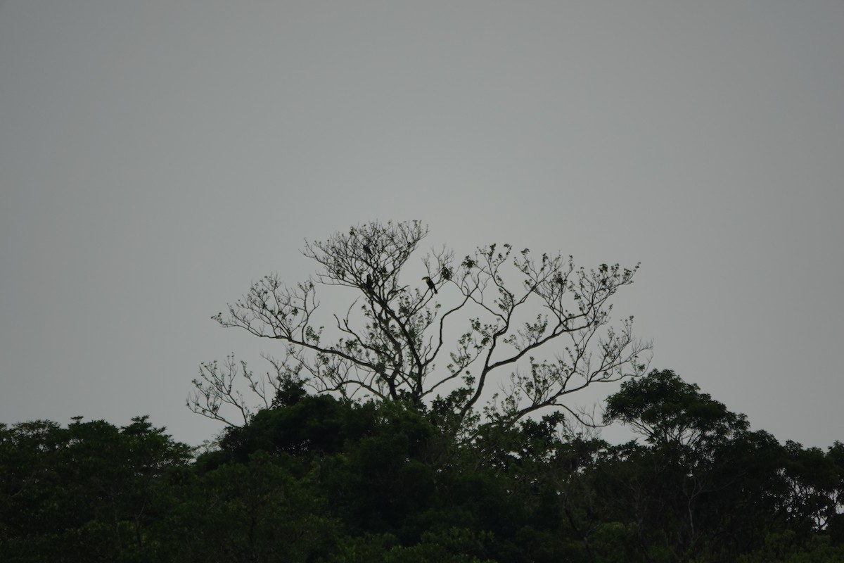 Keel-billed Toucan - ML643926233