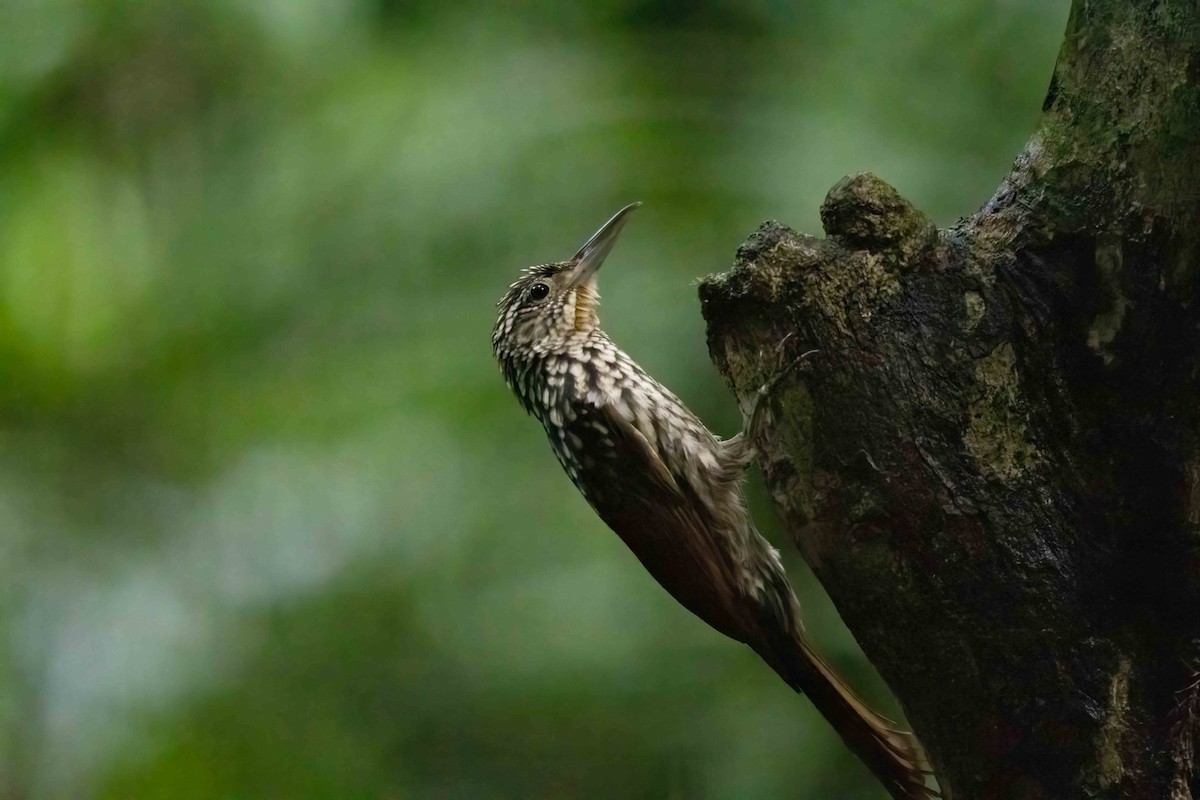 Black-striped Woodcreeper - ML643926288