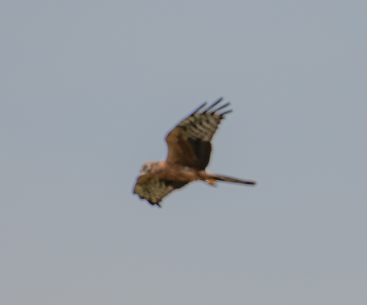 Montagu's Harrier - ML643926291