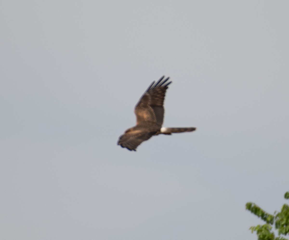 Montagu's Harrier - ML643926292