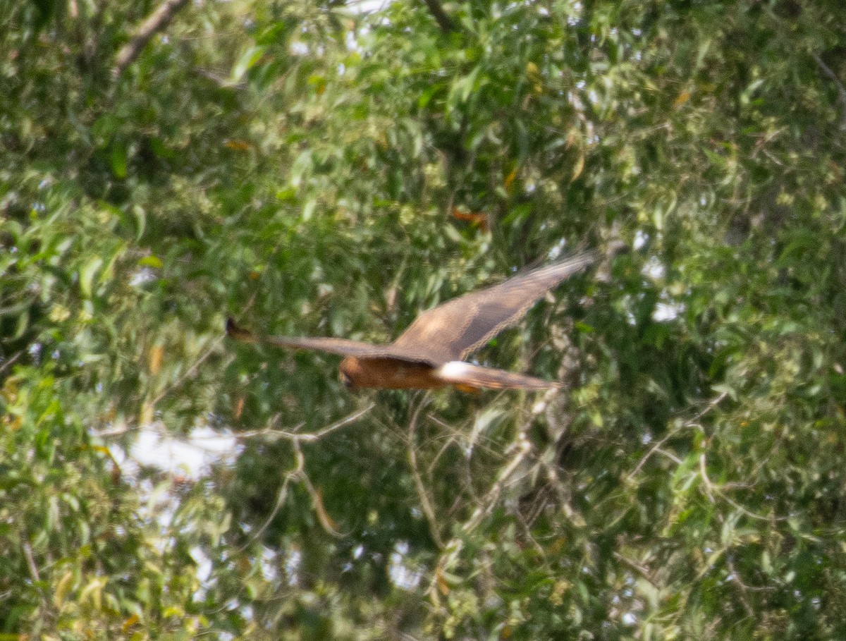 Montagu's Harrier - ML643926293