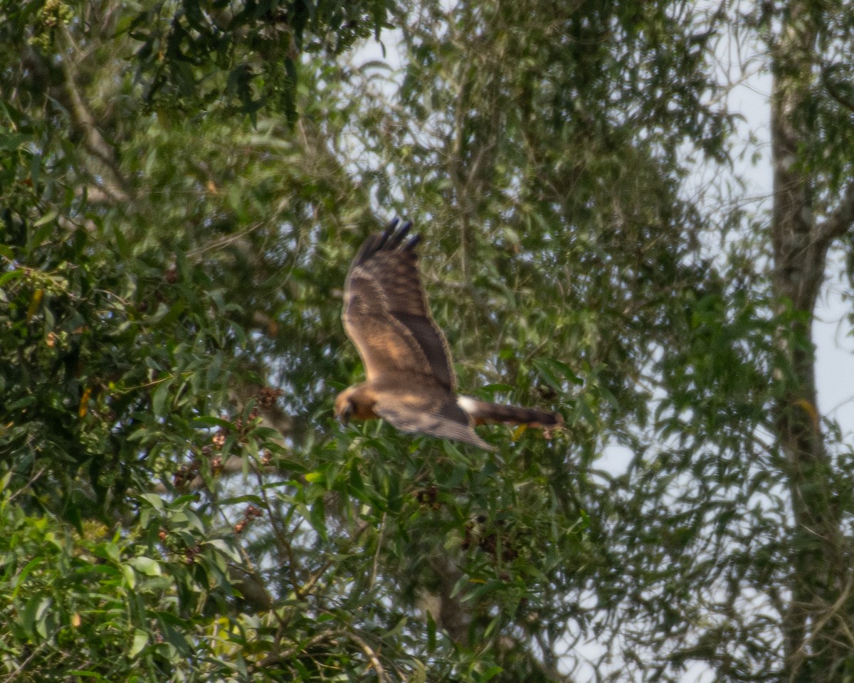 Montagu's Harrier - ML643926294