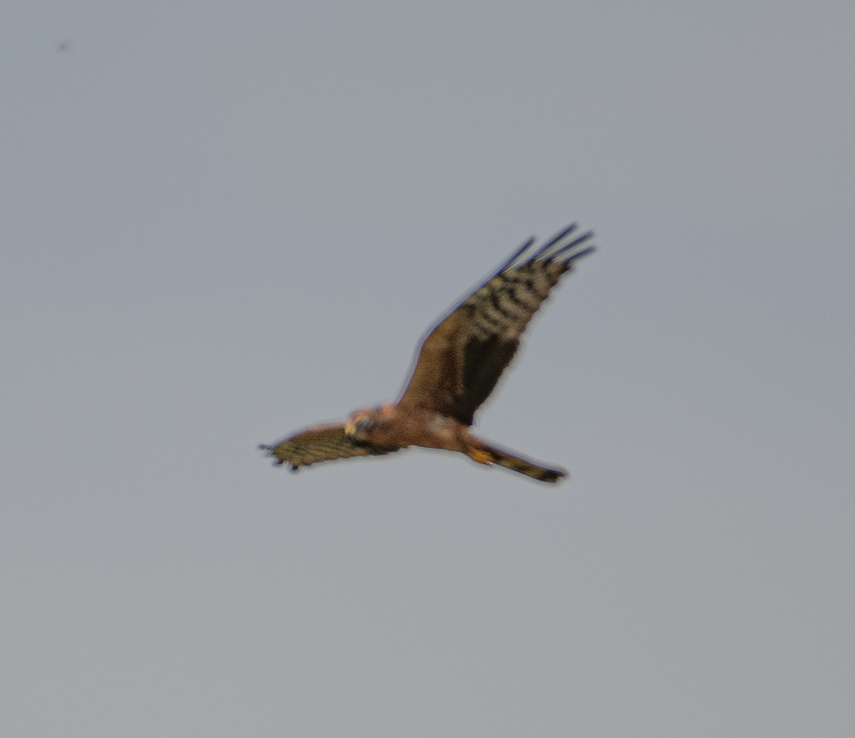 Montagu's Harrier - ML643926295