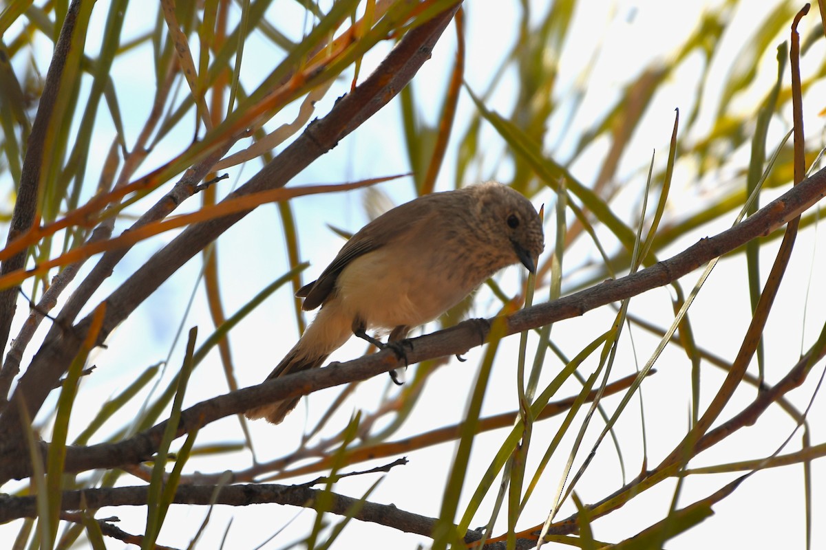 Inland Thornbill - ML643926298