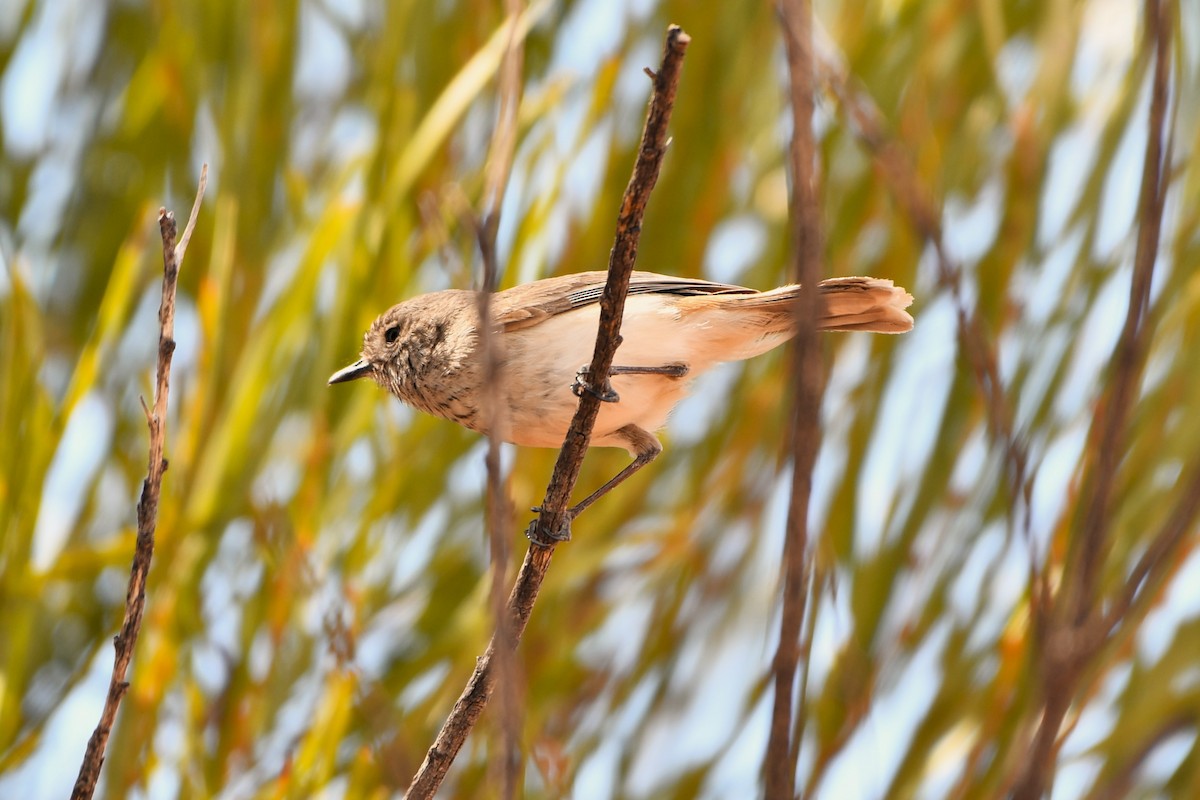 Inland Thornbill - ML643926299