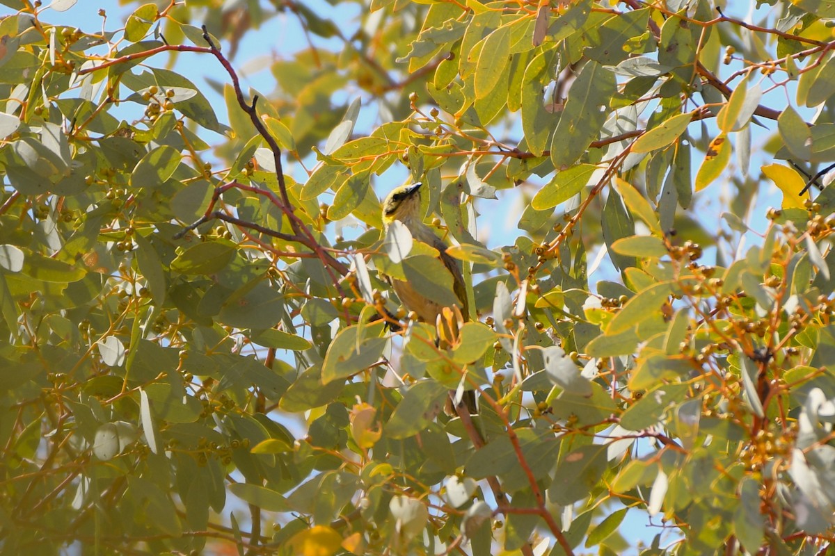 Gray-fronted Honeyeater - ML643926305