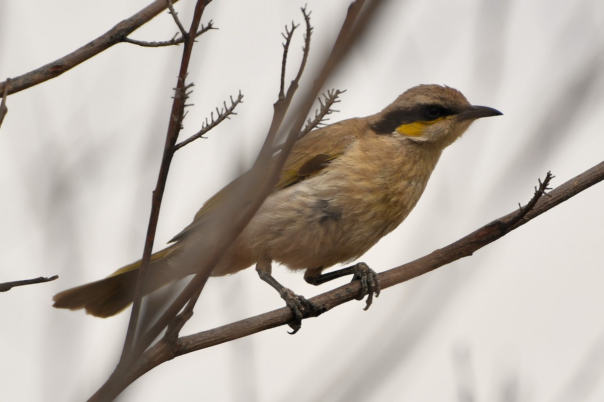 Singing Honeyeater - ML643926315