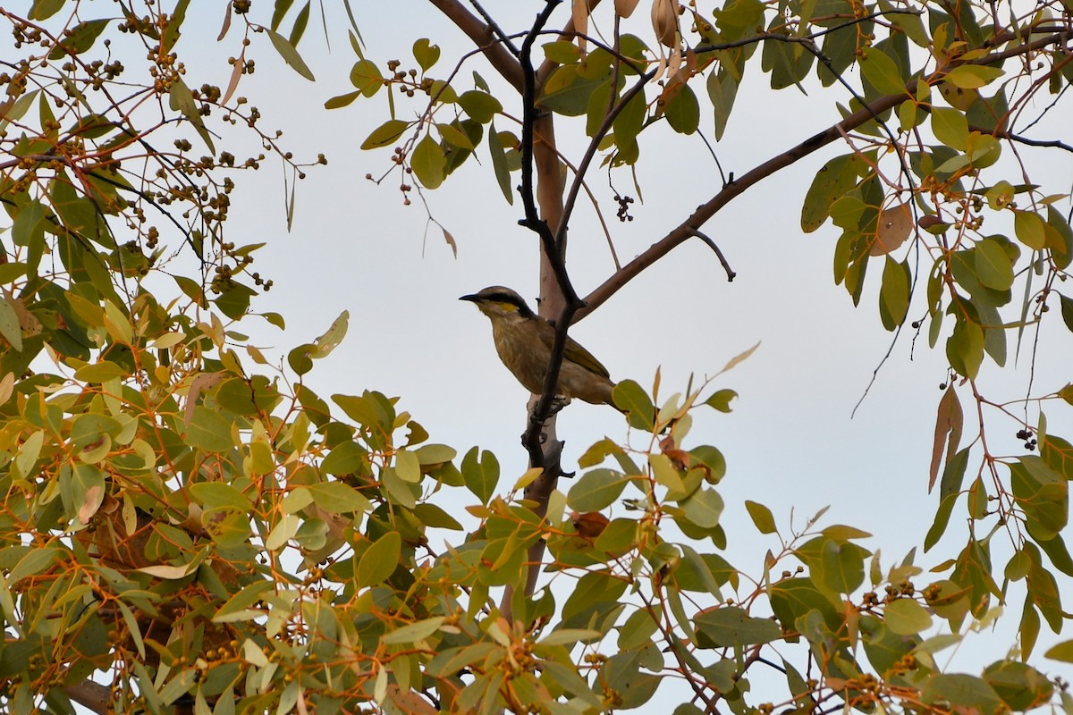Singing Honeyeater - ML643926316