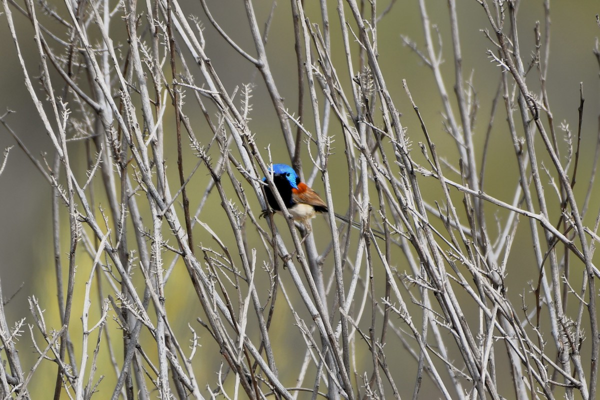 Purple-backed Fairywren (Purple-backed) - ML643926318