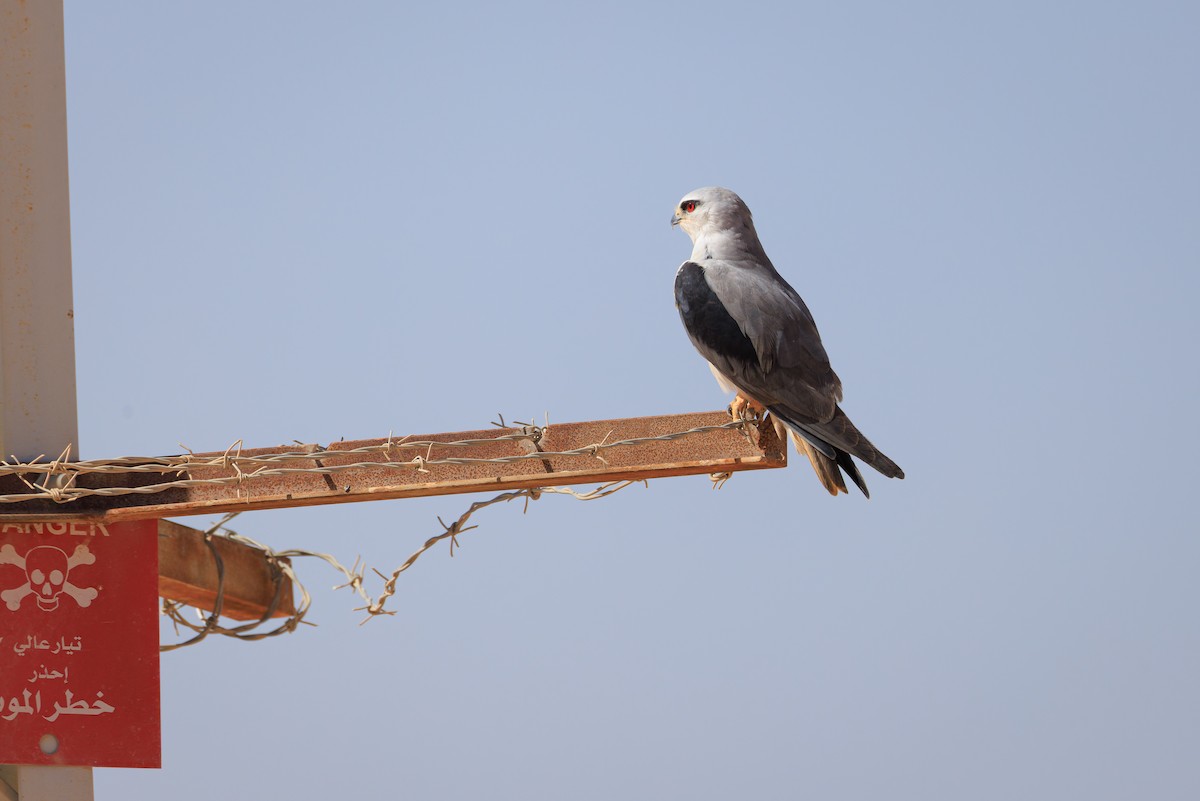 Black-winged Kite - ML643926339
