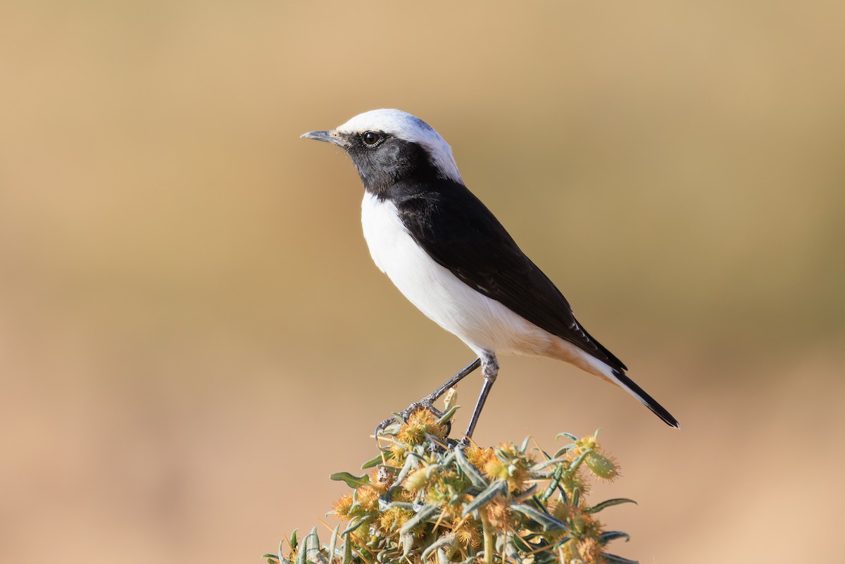 Mourning Wheatear - ML643926355