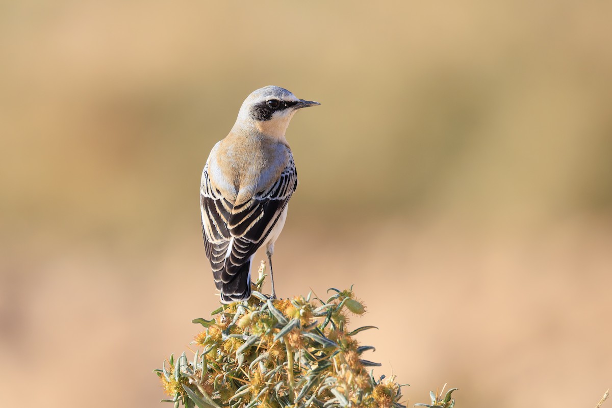 Northern Wheatear - ML643926358