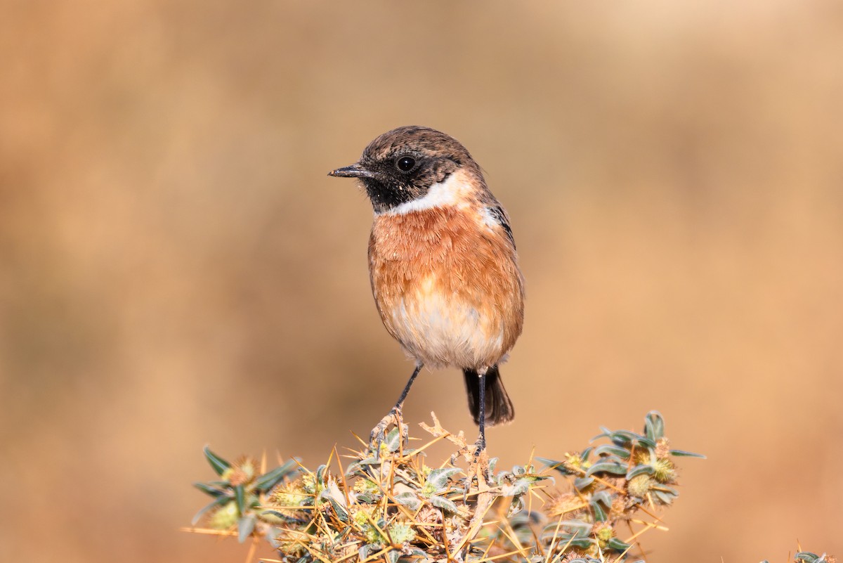 European Stonechat - ML643926360