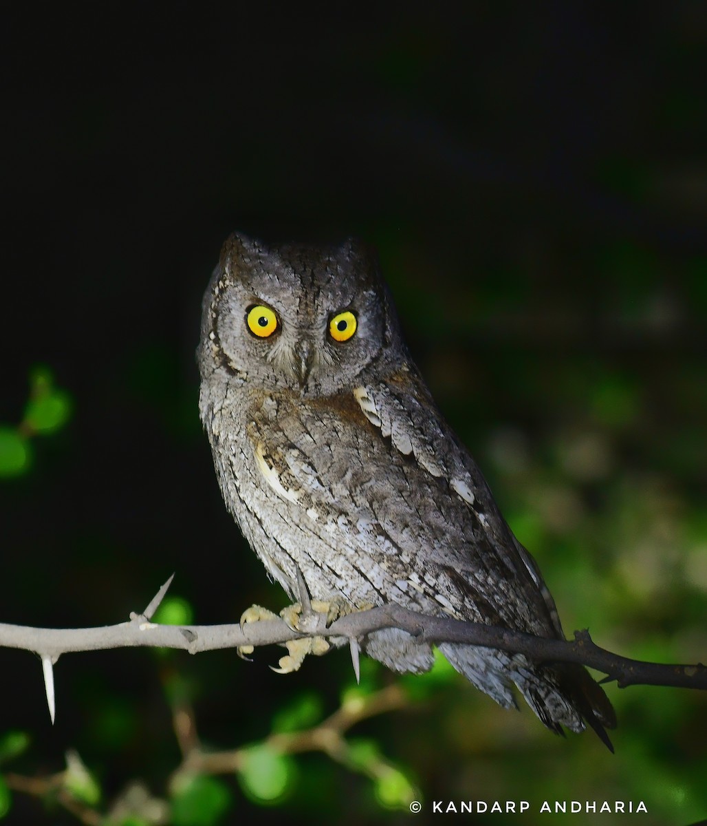 Ердийн орволго - ML643926362