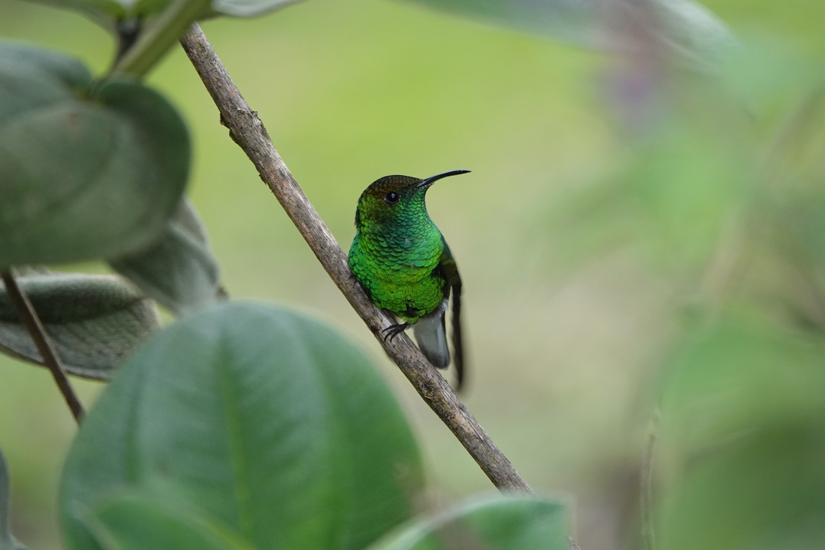 Coppery-headed Emerald - ML643926363