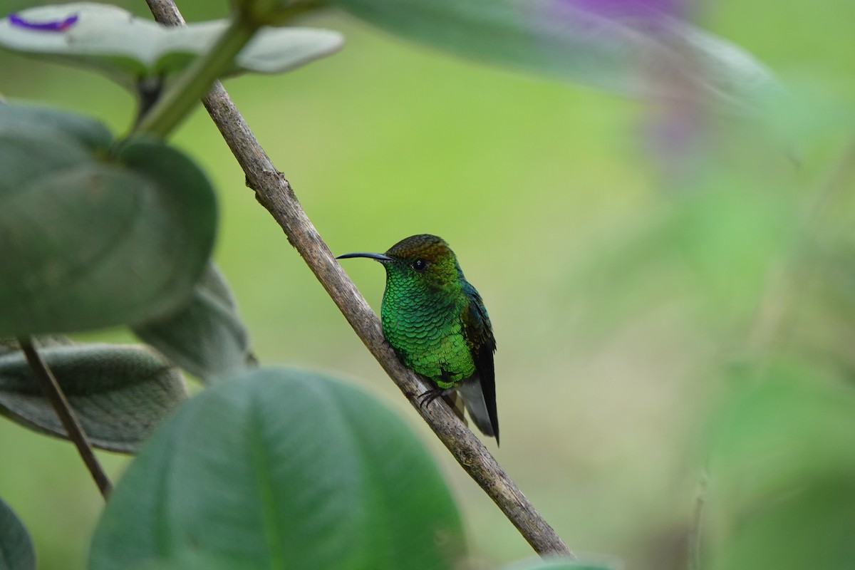 Coppery-headed Emerald - ML643926364