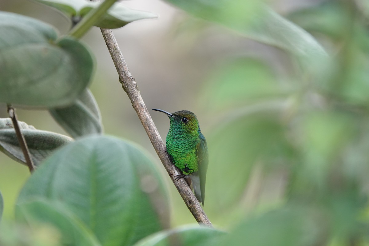 Coppery-headed Emerald - ML643926365