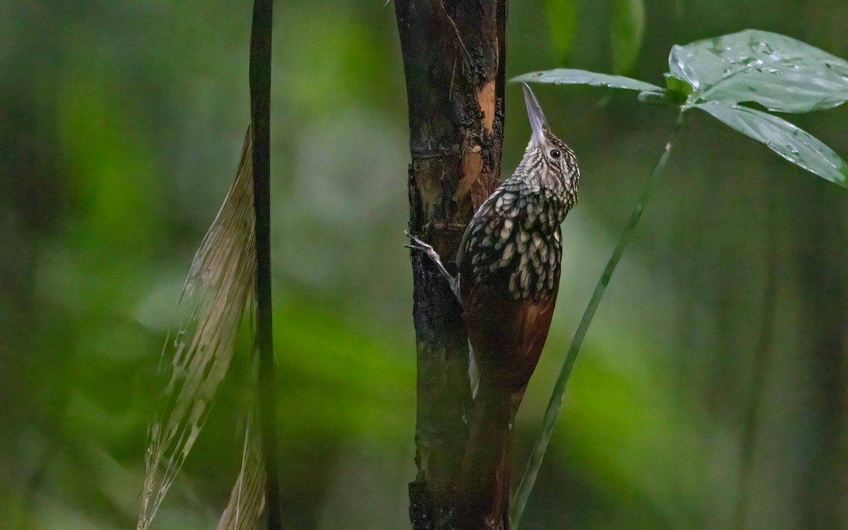 Black-striped Woodcreeper - ML643926369