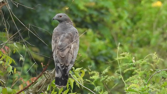 Falco pecchiaiolo orientale - ML643926379