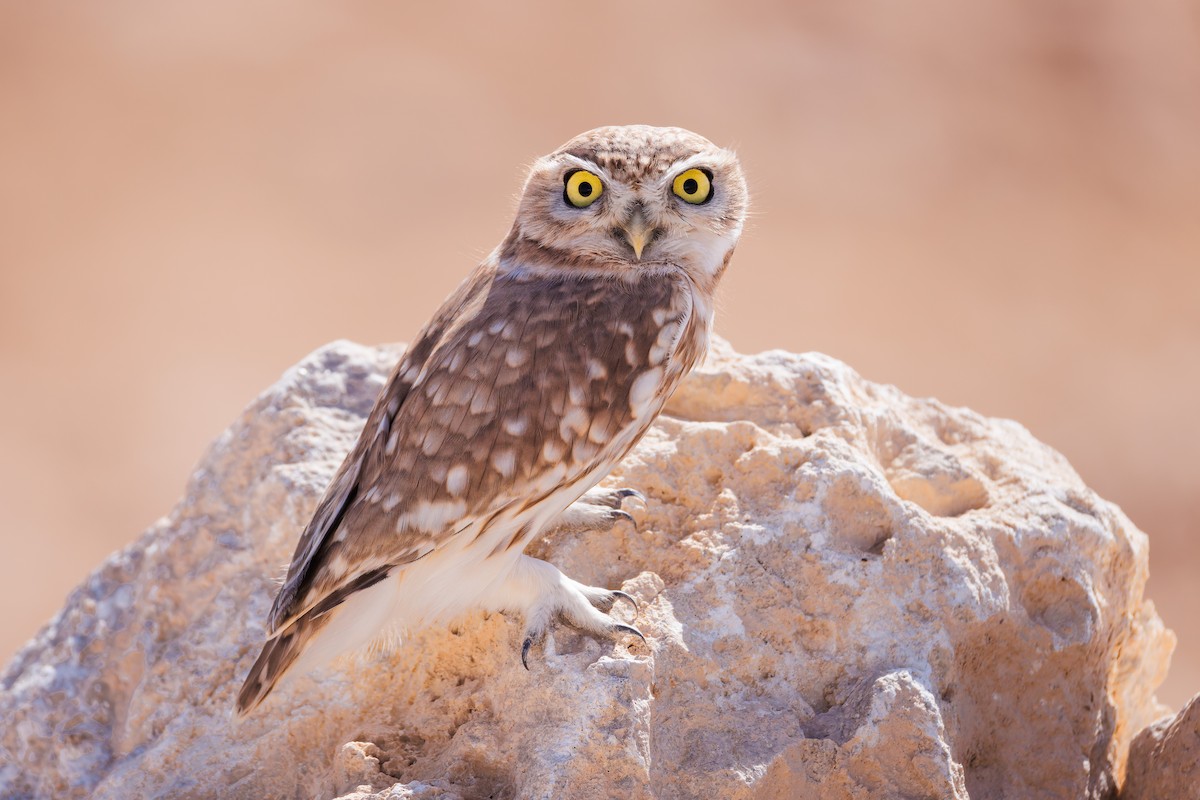 Little Owl - ML643926412