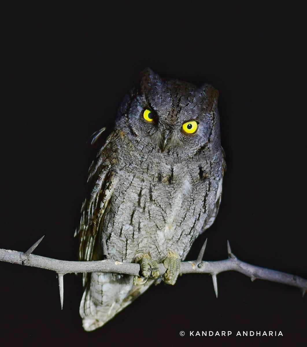 Ердийн орволго - ML643926413