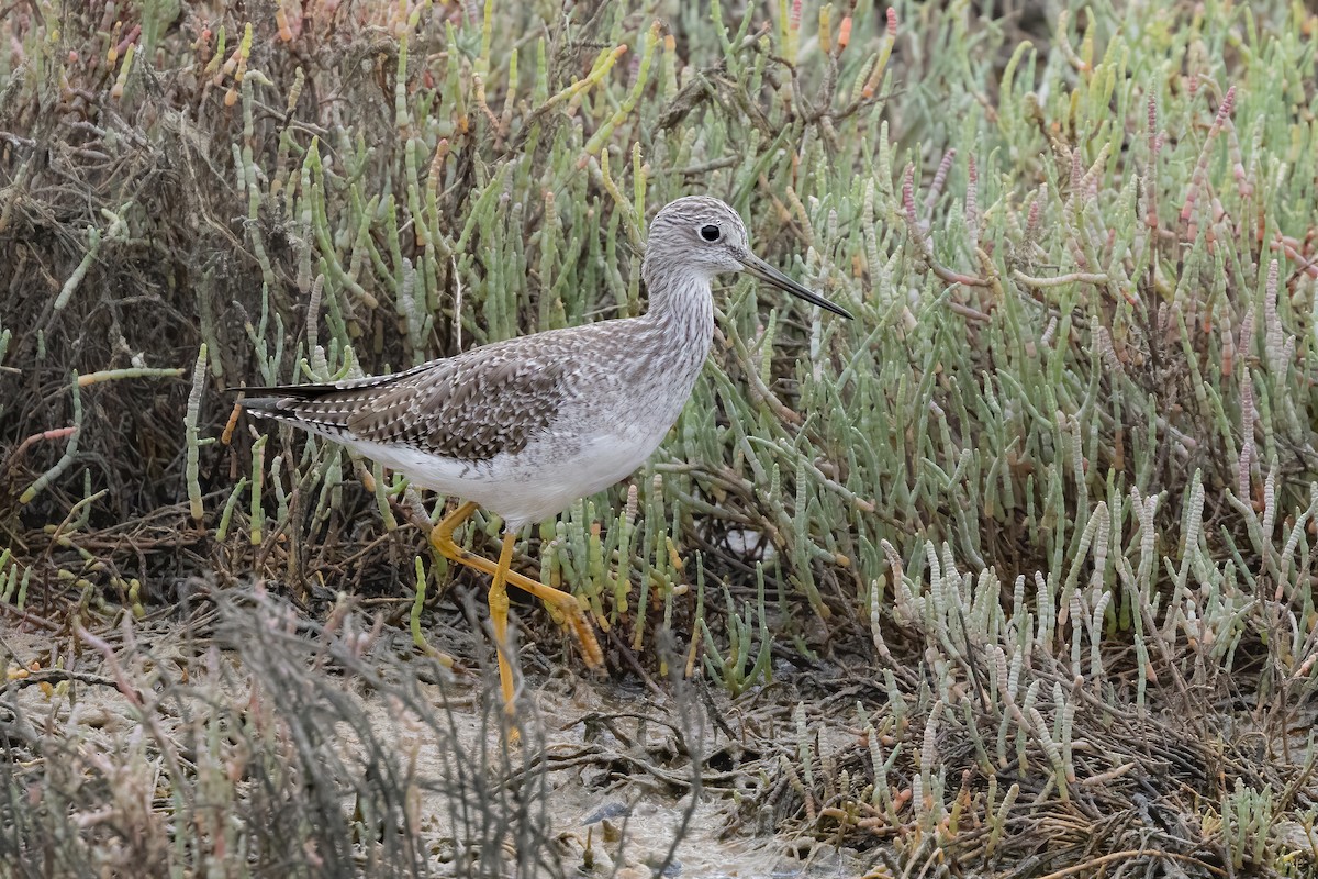 Greater Yellowlegs - ML643926429