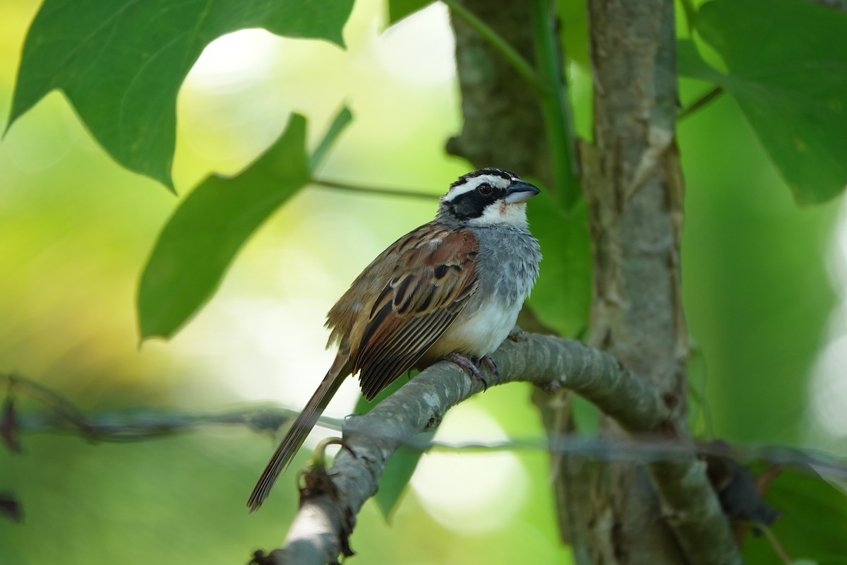 Чінголо широкобровий - ML643926433