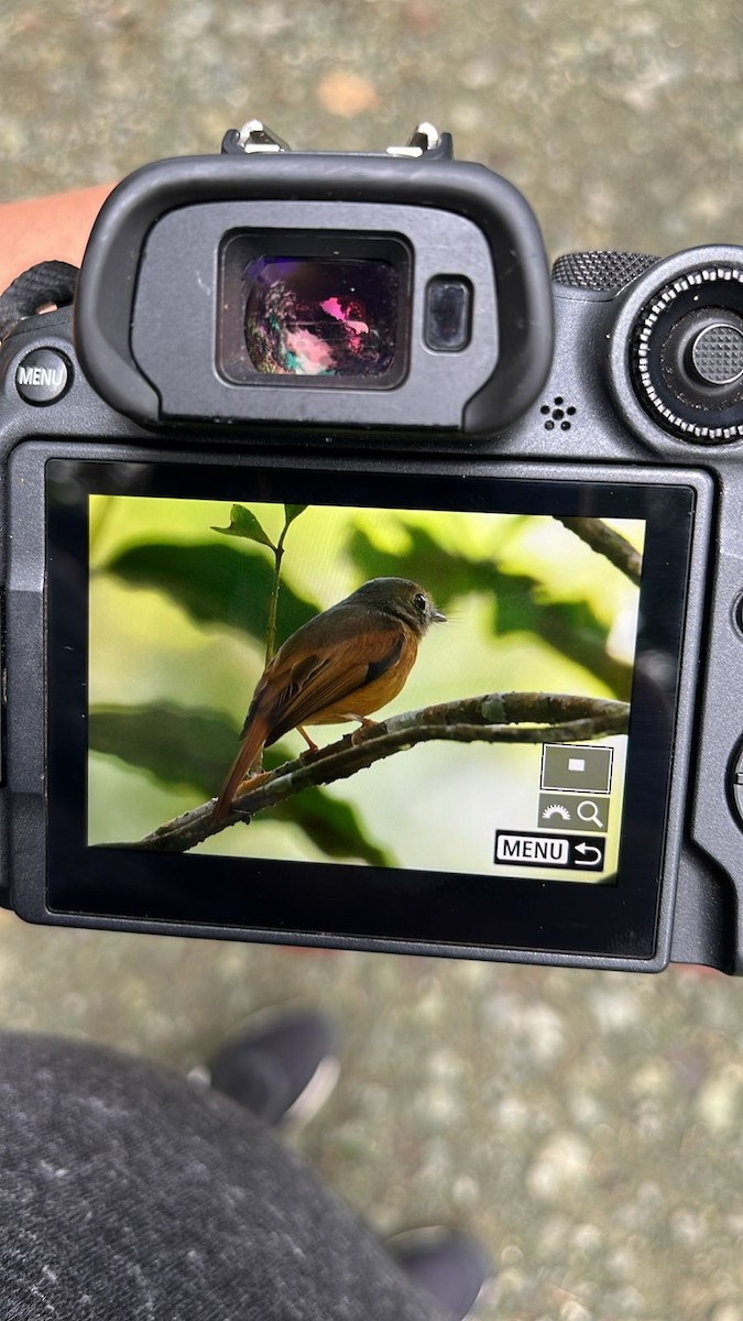 Ruddy-tailed Flycatcher - ML643926474