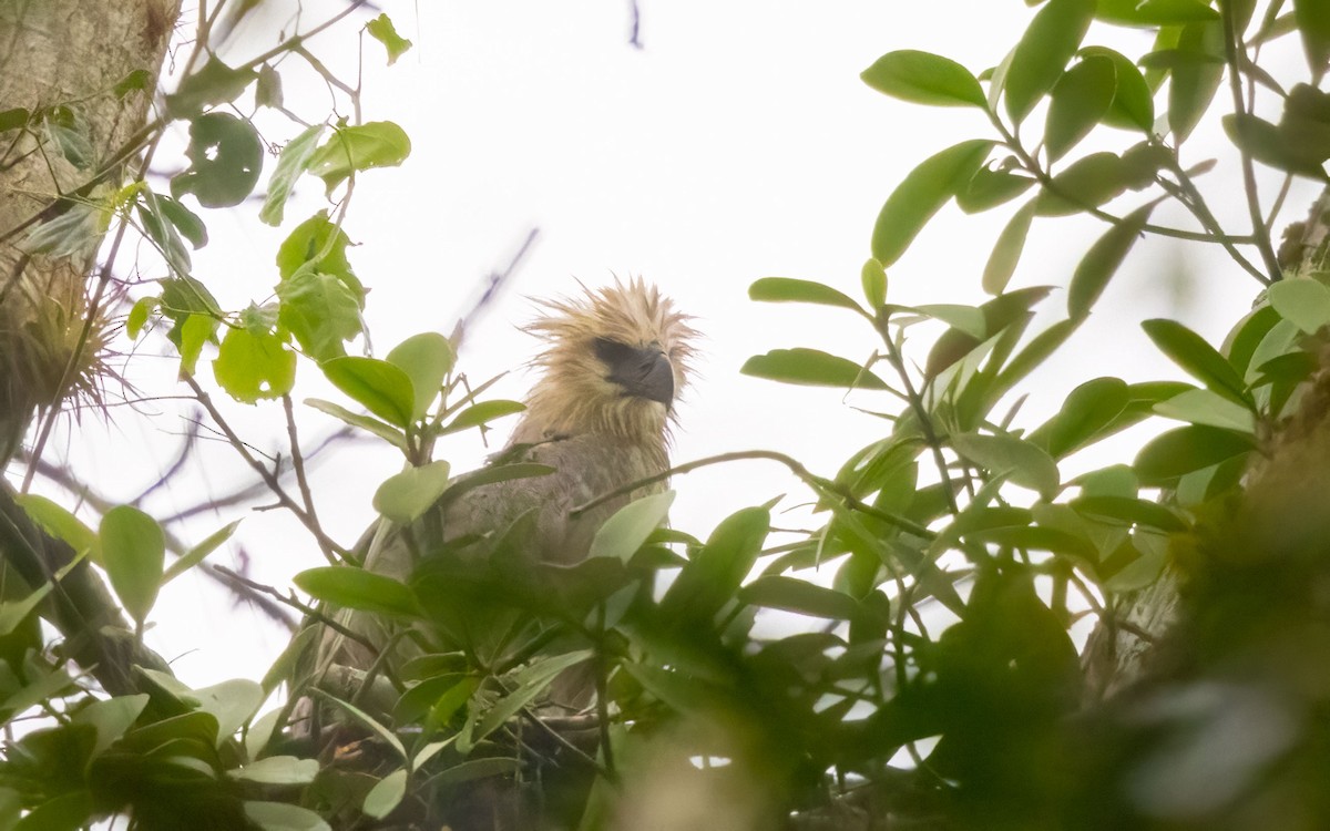 Harpie féroce - ML643926475