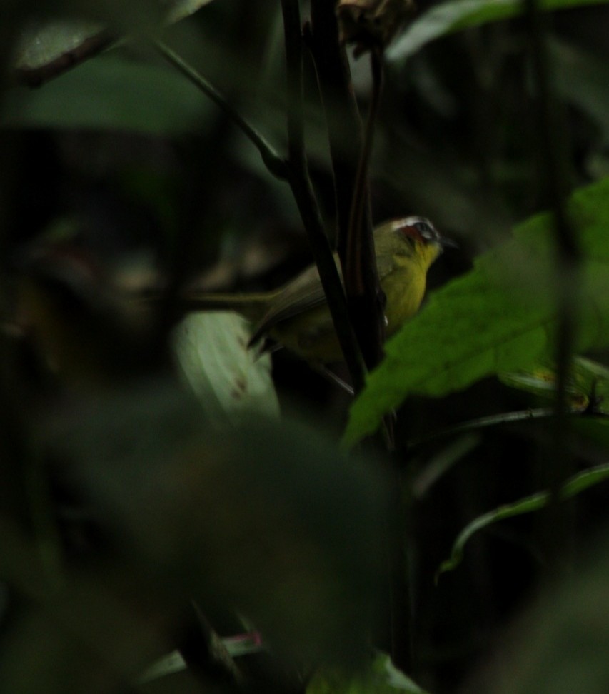 Chestnut-capped Warbler - ML643926497