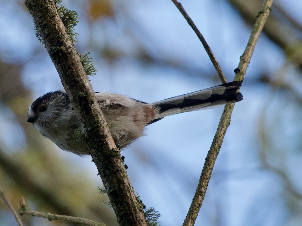 Uzun Kuyruklu Baştankara - ML643926507