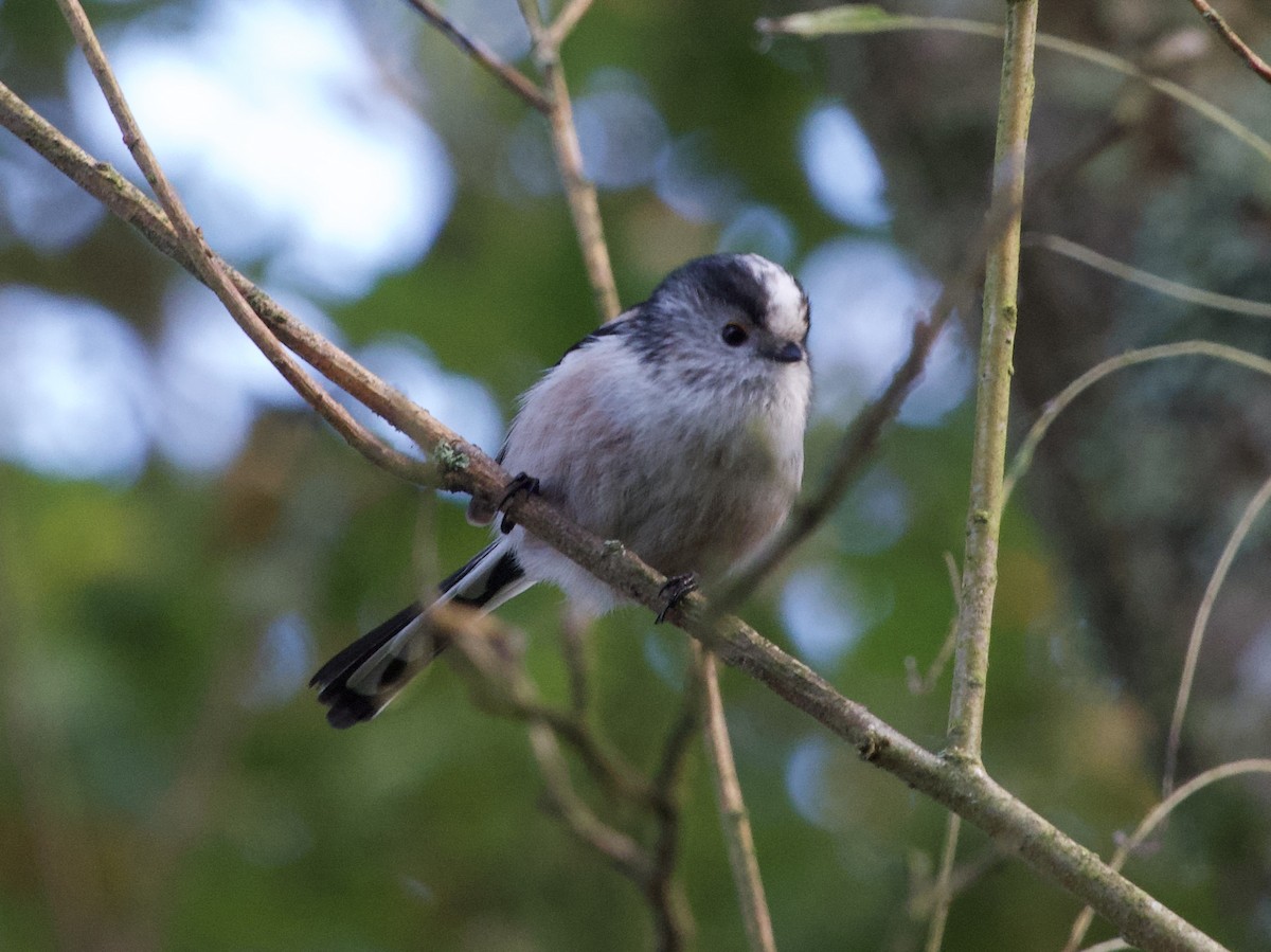 Uzun Kuyruklu Baştankara - ML643926508