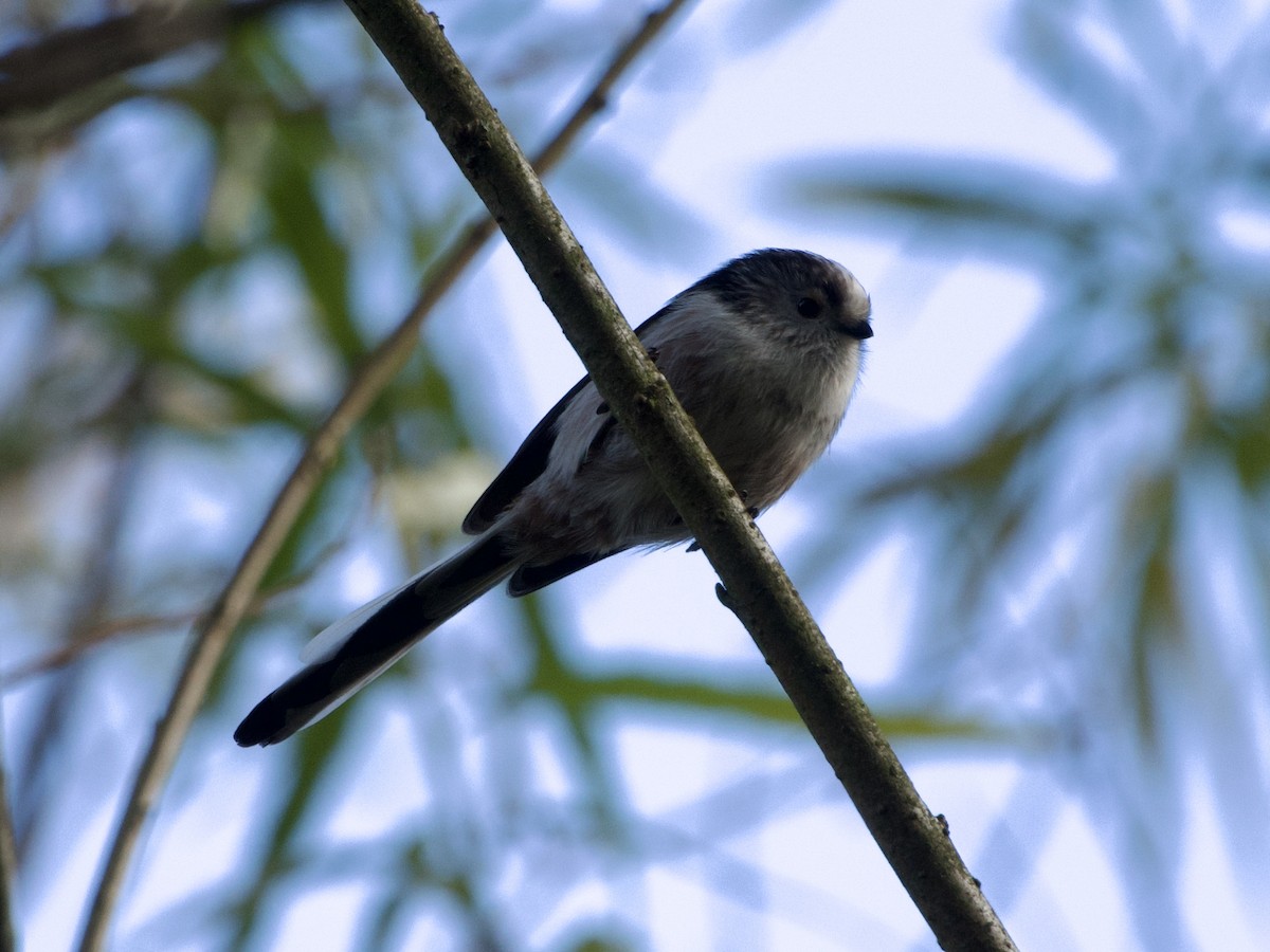 Uzun Kuyruklu Baştankara - ML643926509