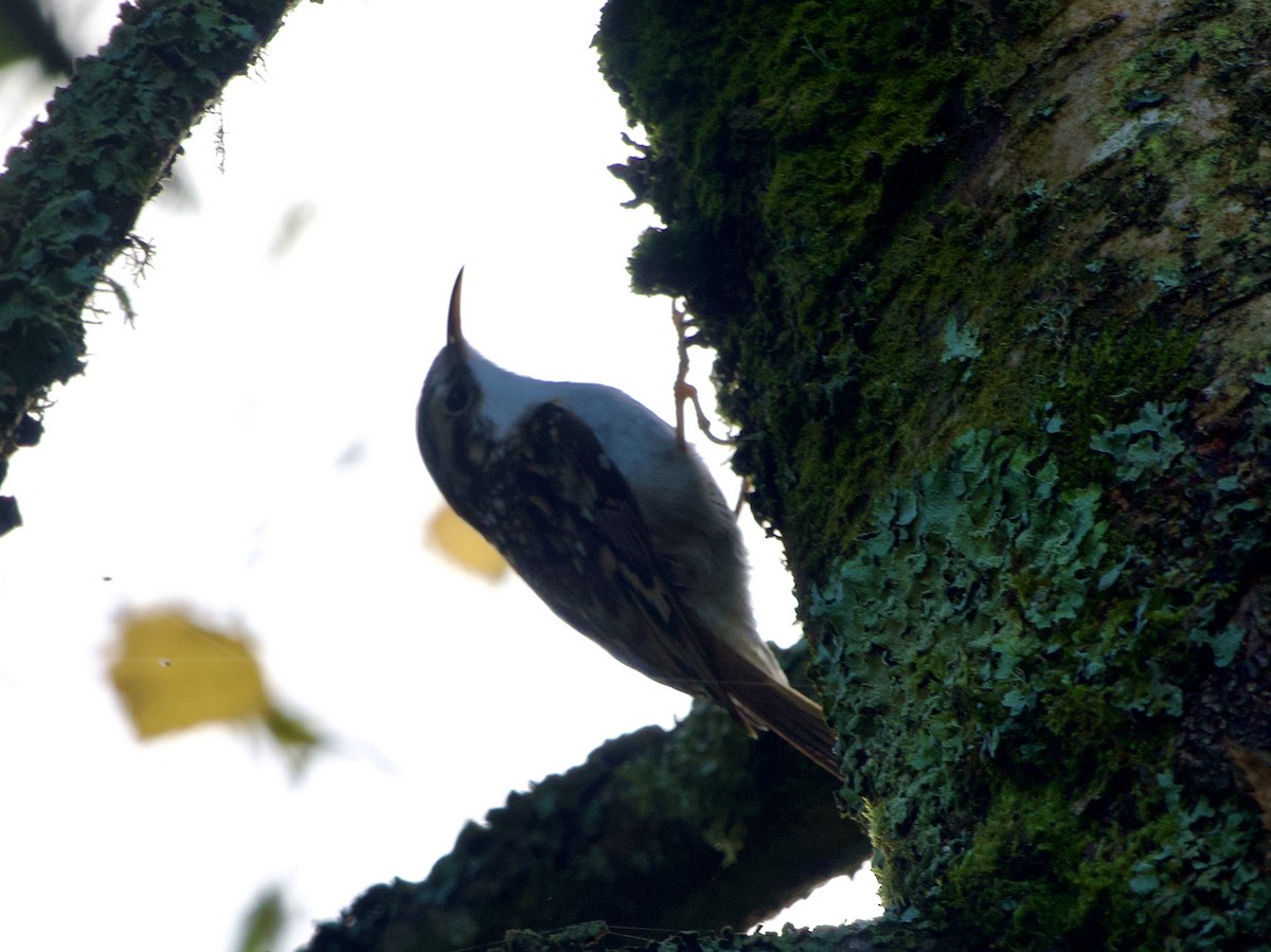 Orman Tırmaşıkkuşu - ML643926512