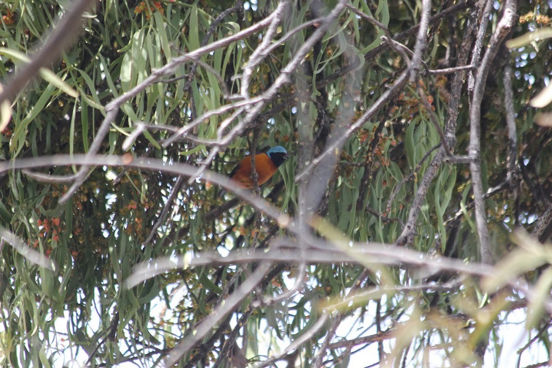 ルリゴシサンショクフウキンチョウ - ML643926515