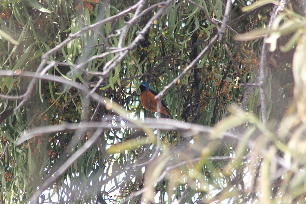 ルリゴシサンショクフウキンチョウ - ML643926519