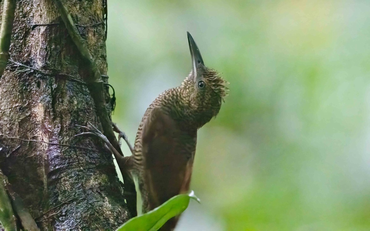 Grimpar vermiculé - ML643926527