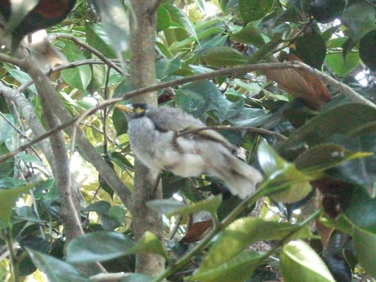Noisy Miner - ML643926538