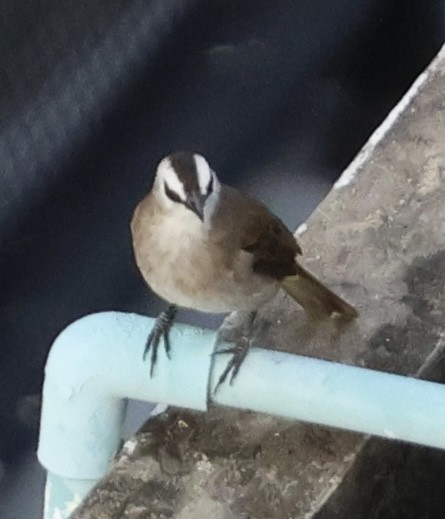 Yellow-vented Bulbul - ML643926542