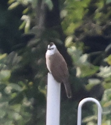 Yellow-vented Bulbul - ML643926543