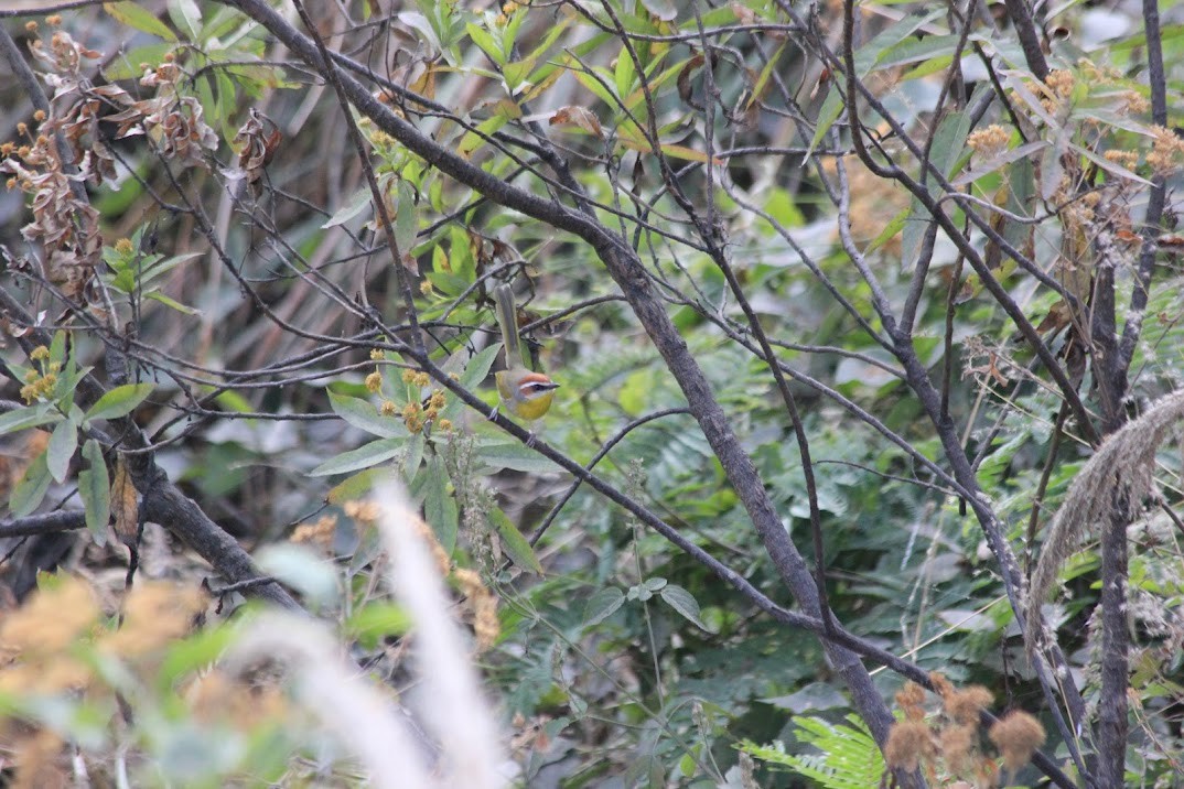 Rufous-capped Warbler - ML643926544