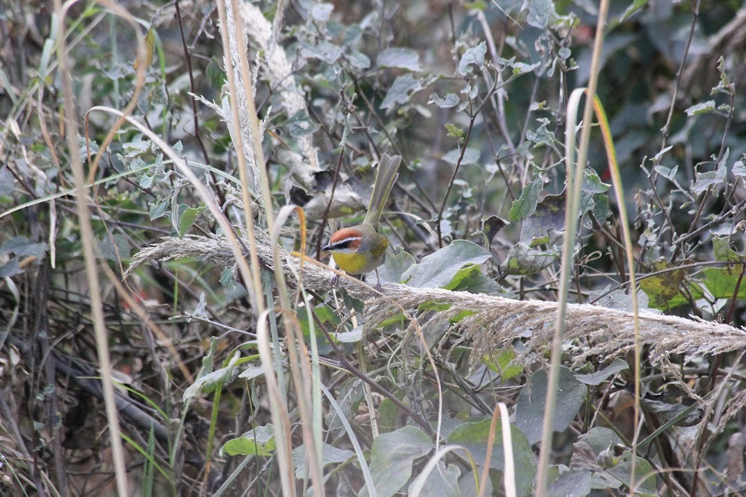 Rufous-capped Warbler - ML643926547