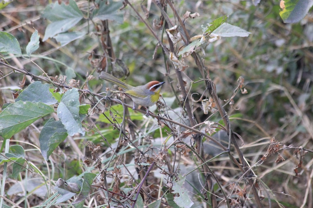 Rufous-capped Warbler - ML643926553