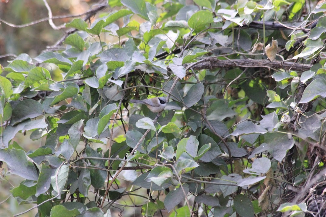 Bushtit (melanotis Group) - ML643926559