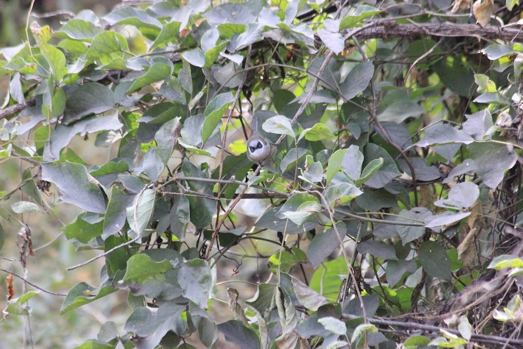 Bushtit (melanotis Group) - ML643926562